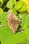 Euclidia glyphica