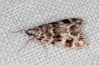 Eudonia delunella