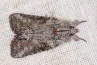 Bryophila raptricula