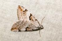 Aplocera praeformata