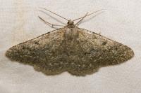 Gnophos obfuscata