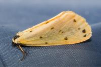 Setina flavicans/irrorella