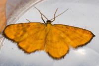 Idaea flaveolaria
