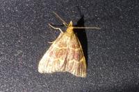 Hypsopygia glaucinalis