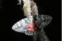 Catocala promissa