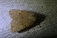 Cosmia trapezina