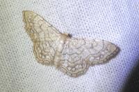 Idaea moniliata