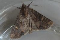 Mesapamea secalella/secalis