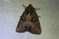 Mesapamea secalella/secalis