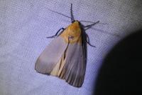 Lithosia quadra
