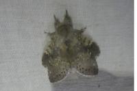 Stauropus fagi
