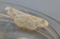 Idaea aversata