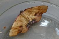 Plagodis dolabraria