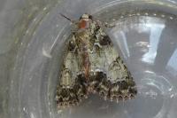 Polyphaenis sericata