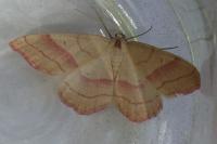 Rhodostrophia vibicaria