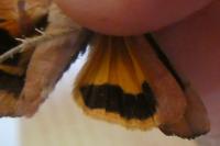 Noctua janthe/janthina