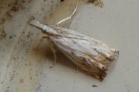 Catoptria falsella
