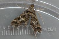 Diasemiopsis ramburialis