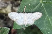 Idaea seriata