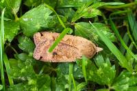 Noctua pronuba
