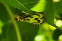 Anania hortulata