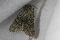 Acronicta euphorbiae