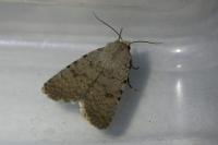 Caradrina selini