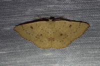 Cyclophora puppillaria