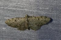 Eupithecia distinctaria