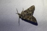 Pachetra sagittigera