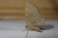 Euchoeca nebulata