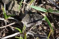 Metaxmeste phrygialis
