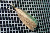 Chilo phragmitellus