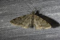 Eupithecia tantillaria
