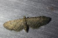 Eupithecia vulgata