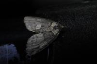 Hydriomena impluviata impluviata