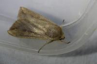 Mythimna unipuncta