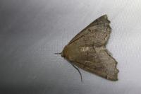 Odontopera bidentata