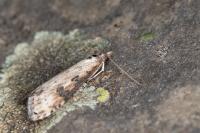 Udea costalis