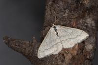 Scopula incanata