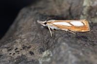 Catoptria permutatellus