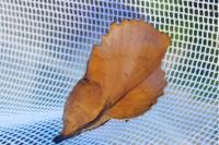 Gastropacha quercifolia
