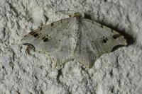 Macaria alternata
