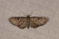 Eupithecia trisignaria