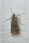 Nomophila noctuella