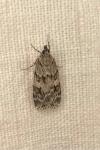 Scoparia