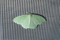 Hemistola chrysoprasaria