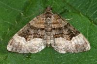 Xanthorhoe biriviata