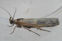 Oxybia transversella