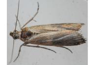 Oxybia transversella
